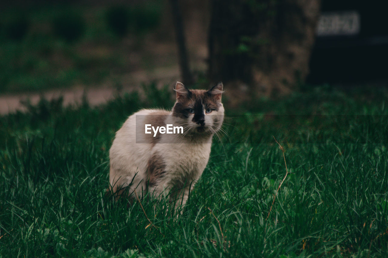 PORTRAIT OF CAT ON GRASS