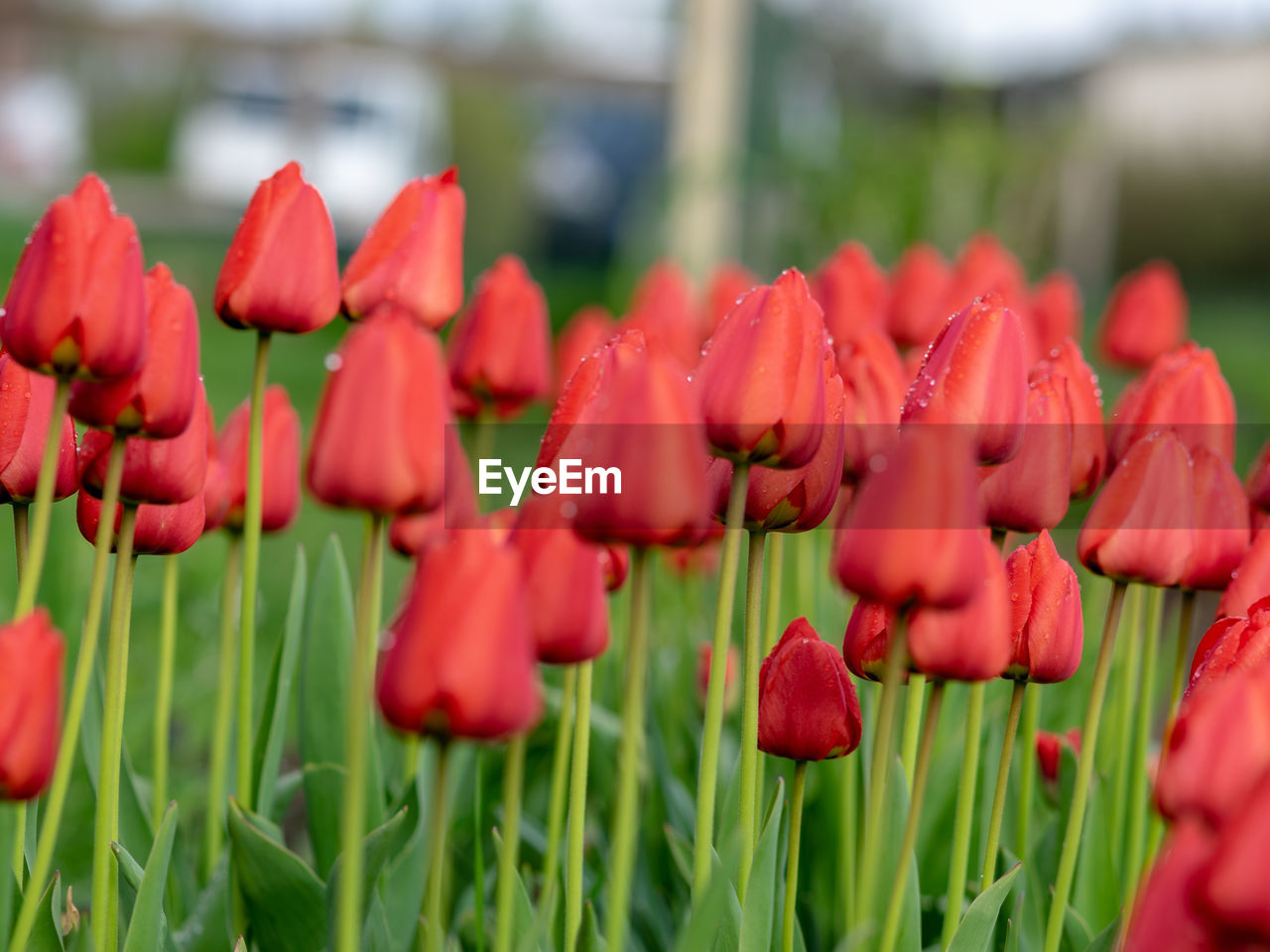 plant, flower, flowering plant, freshness, beauty in nature, red, tulip, close-up, nature, petal, growth, fragility, inflorescence, flower head, plant stem, no people, focus on foreground, green, day, springtime, outdoors, field, selective focus, blossom, botany, land, abundance, vibrant color, flowerbed