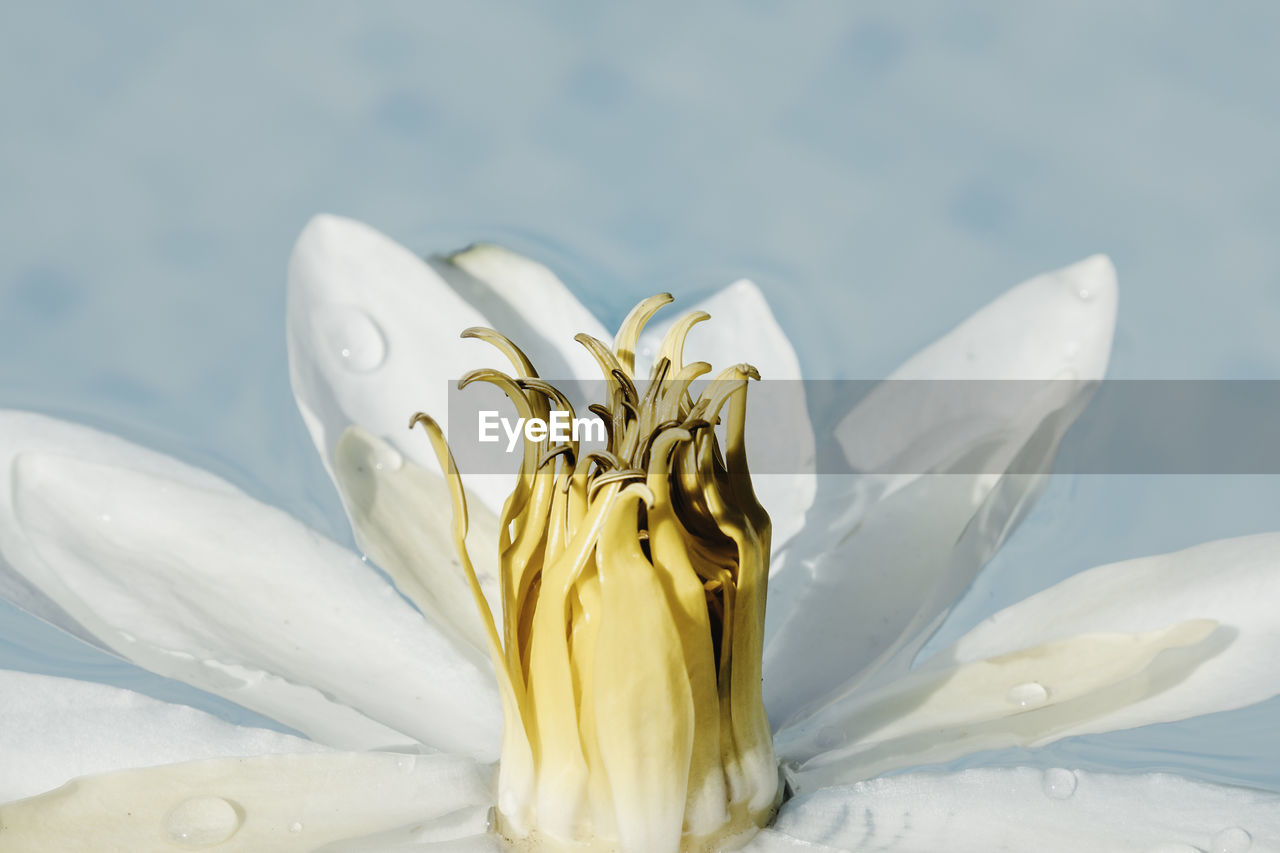 CLOSE-UP OF WHITE ROSES