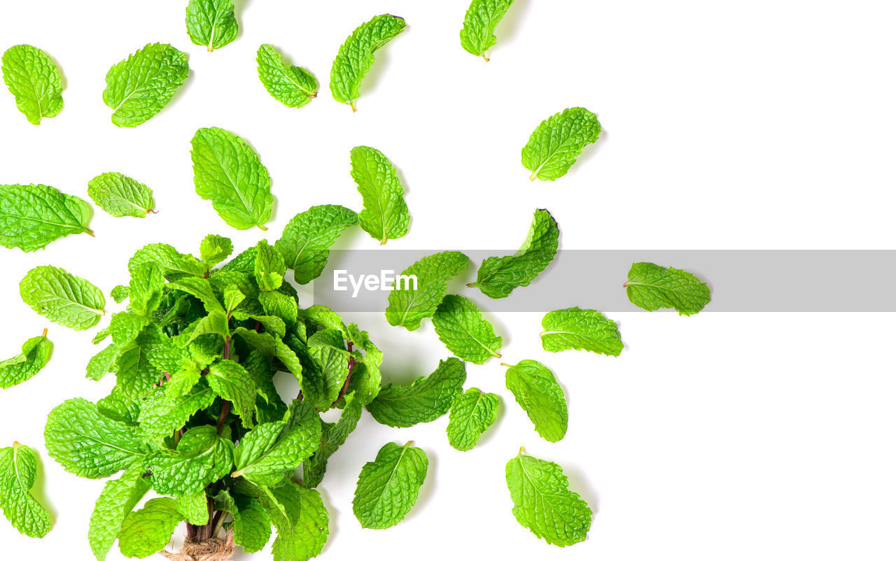 Mint leaves isolated on white background, herbs and spices concept.
