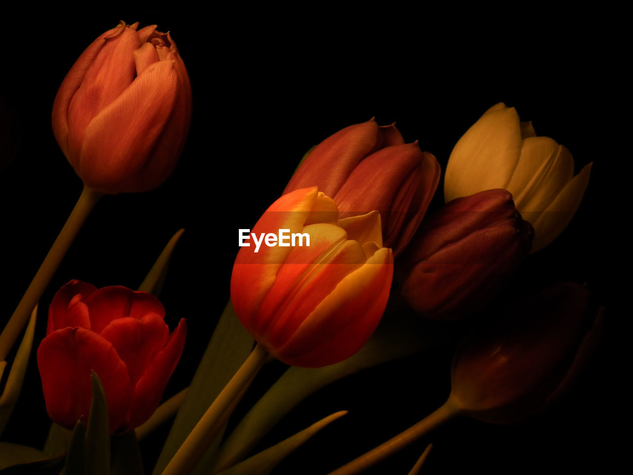 Close-up of orange tulips against black background