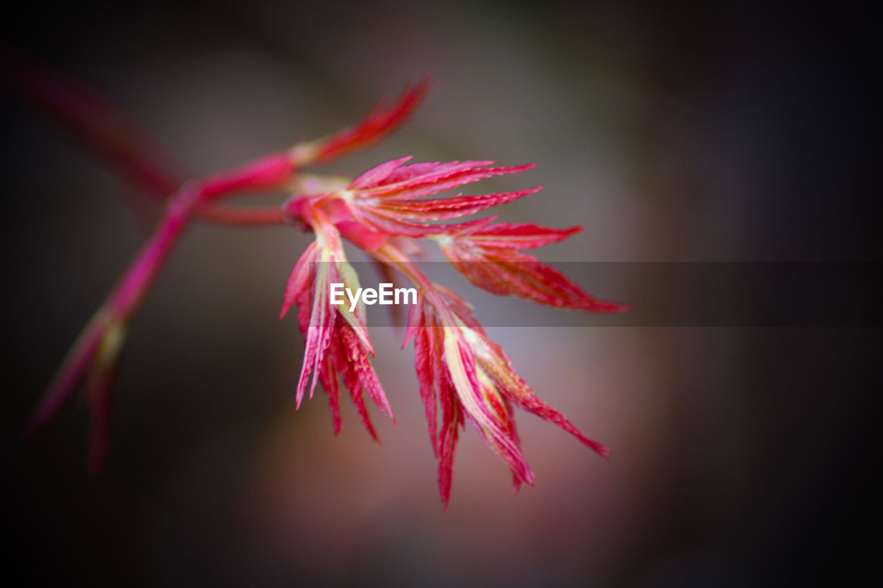 CLOSE-UP OF RED PINK FLOWER