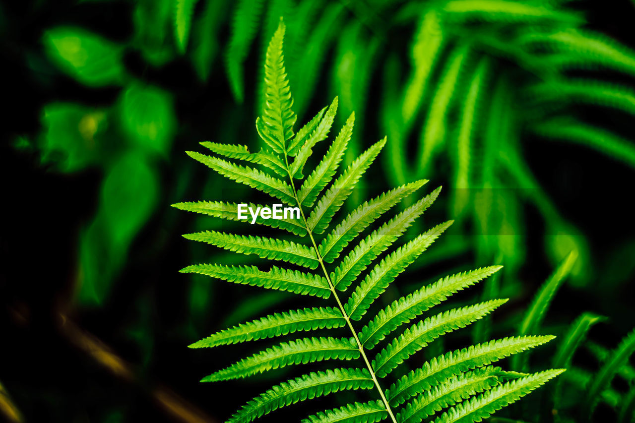 Fern leaf close-up nature concept idea background.house decoration .gardening concept idea