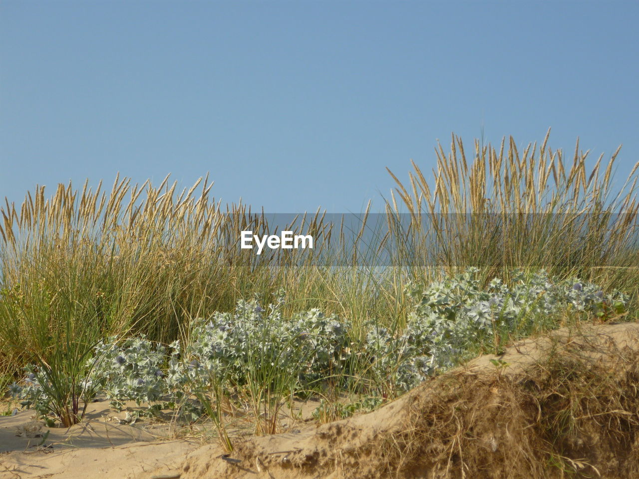 PLANTS ON BEACH AGAINST CLEAR SKY