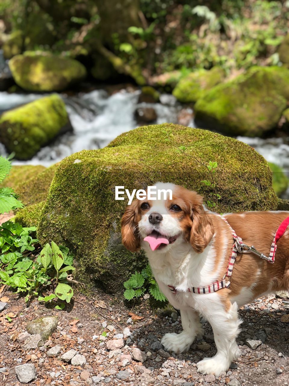 PORTRAIT OF DOG IN A GREEN PLANT