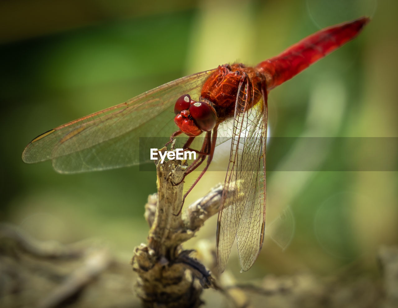 animal themes, animal, dragonflies and damseflies, animal wildlife, insect, dragonfly, wildlife, close-up, macro photography, one animal, nature, animal wing, focus on foreground, plant, no people, outdoors, day, macro, animal body part, red, beauty in nature, plant part, plant stem, tree, leaf