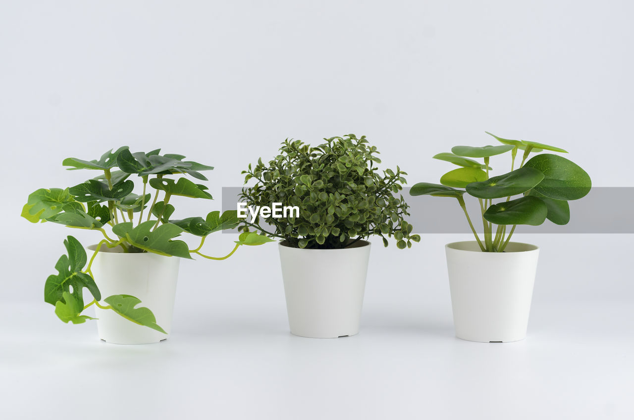 Three kinds of artificial plants on a white background. monstera, boxwood, pilea peperomia. 