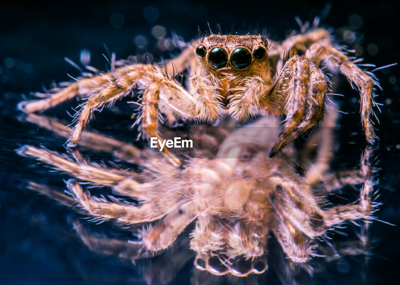 CLOSE-UP OF SPIDER IN THE ANIMAL