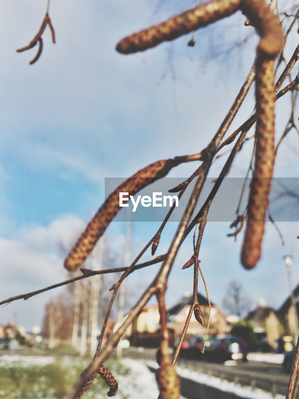 Close-up of birch buds