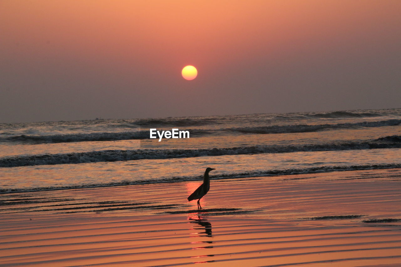Silhouette bird on beach against sky during sunset