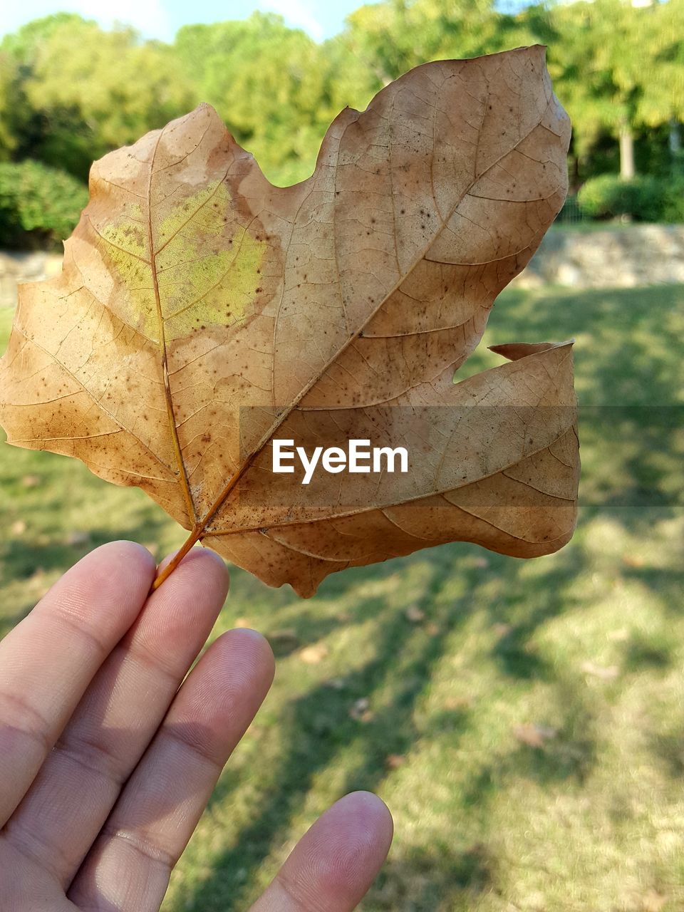 CLOSE-UP OF PERSON HOLDING MAPLE LEAF DURING AUTUMN