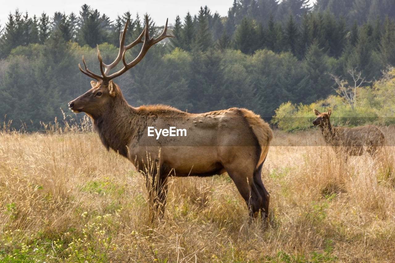 Side view of an elk standing on field in yosemite national park