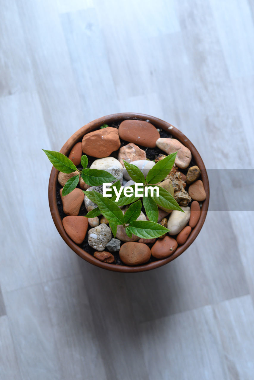 high angle view of green peas in bowl on table