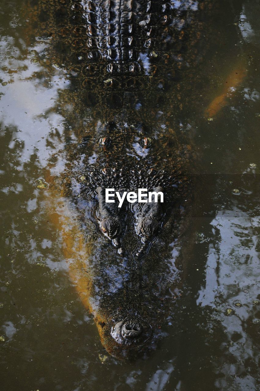 HIGH ANGLE VIEW OF KOI SWIMMING IN WATER