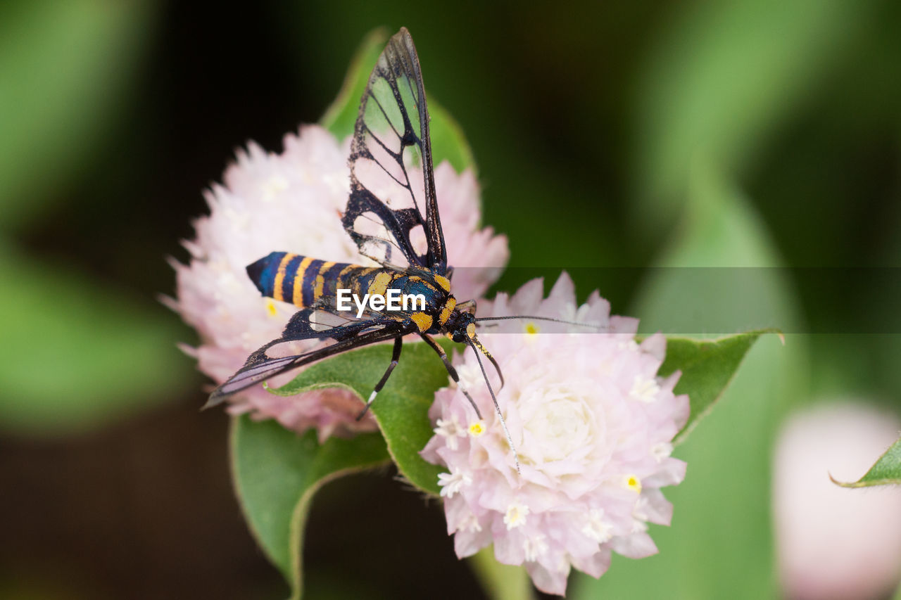 Close-up of insect on flower