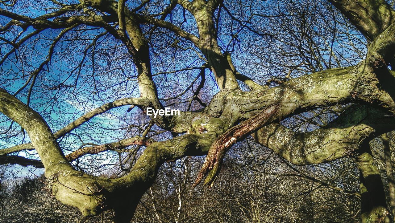 LOW ANGLE VIEW OF TREES