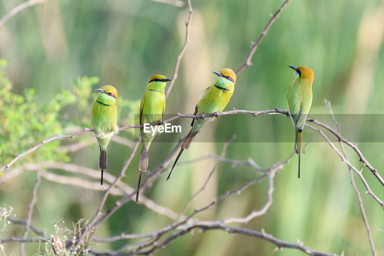 Birds perching on plant