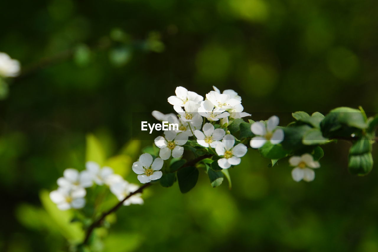 White flowers blooming outdoors