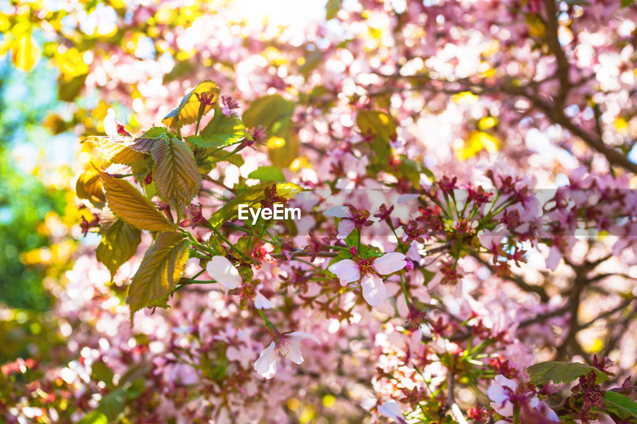 CLOSE-UP OF PINK CHERRY BLOSSOM