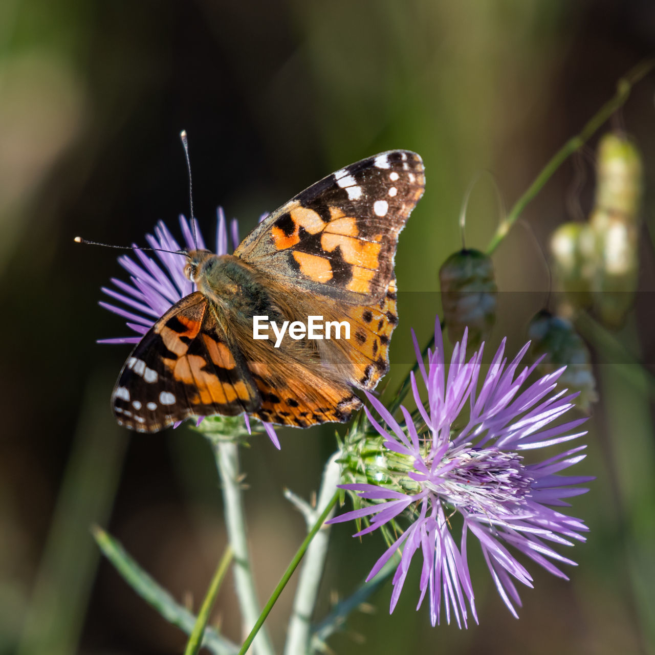 Butterfly on purple flower