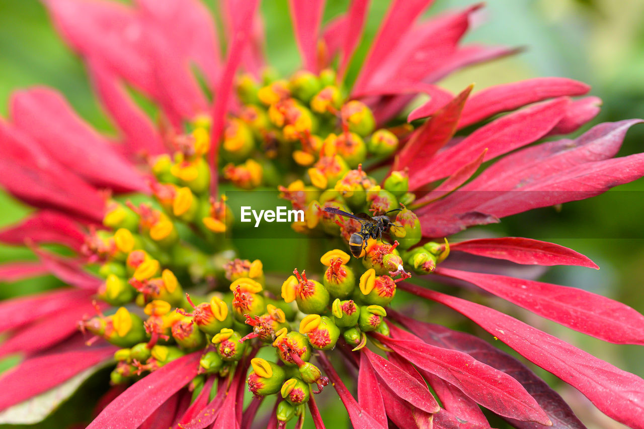 Close-up of insect on pink flower