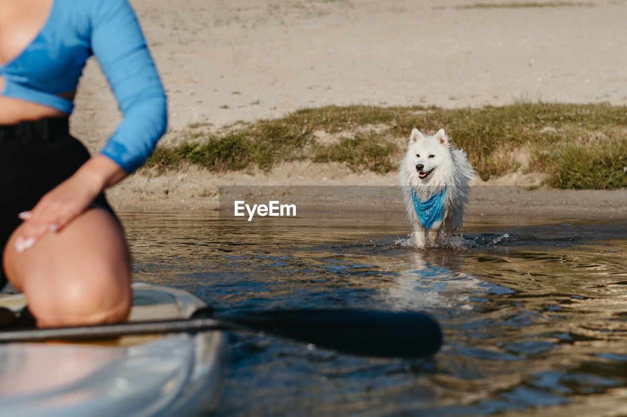 Japanese spitz following his owner in water on lake, unrecognisable woman paddleboarding with dog