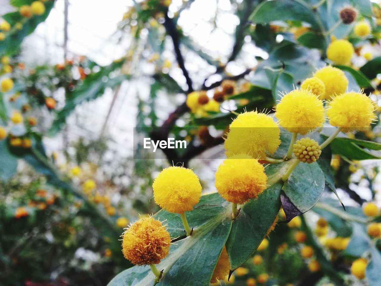 Close-up of yellow flowers blooming on tree