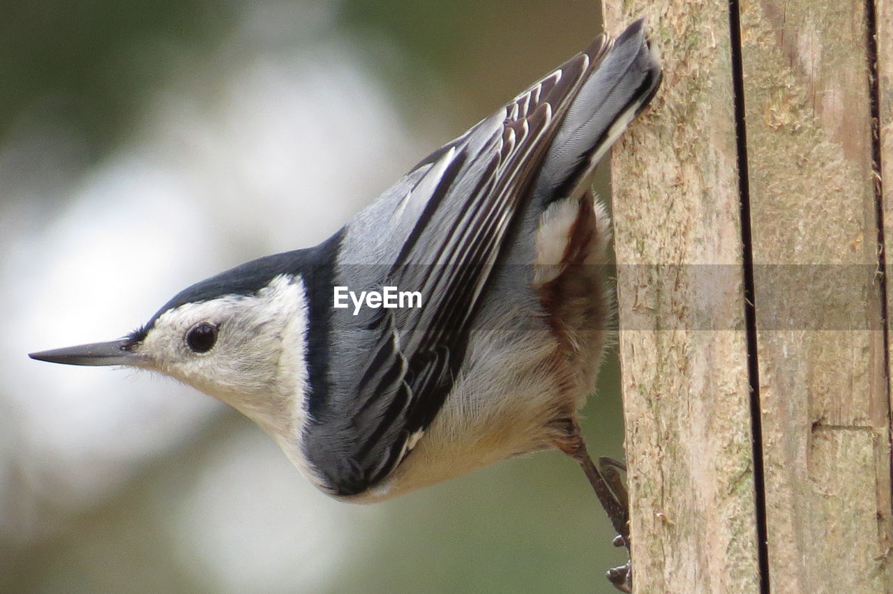 CLOSE-UP OF BIRD