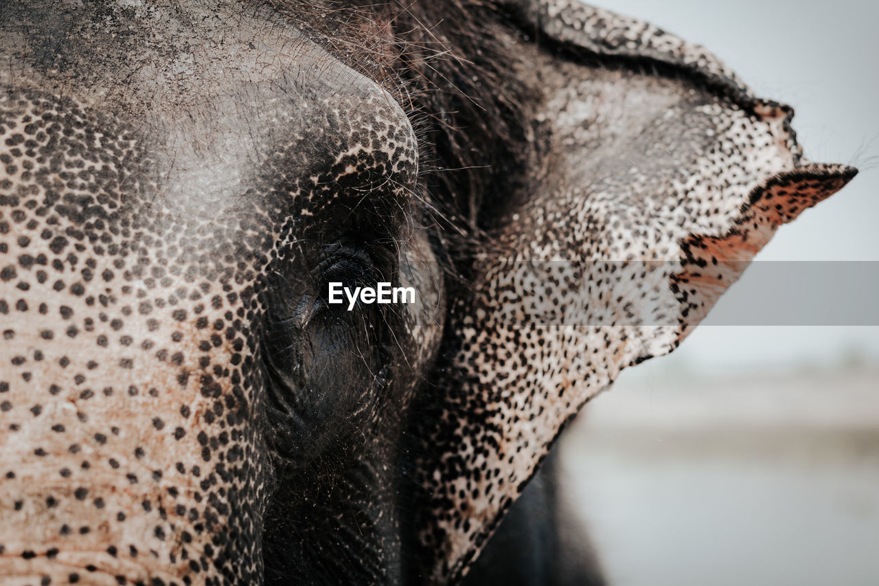Closeup of gray muzzle of african elephant looking at camera in natural environment
