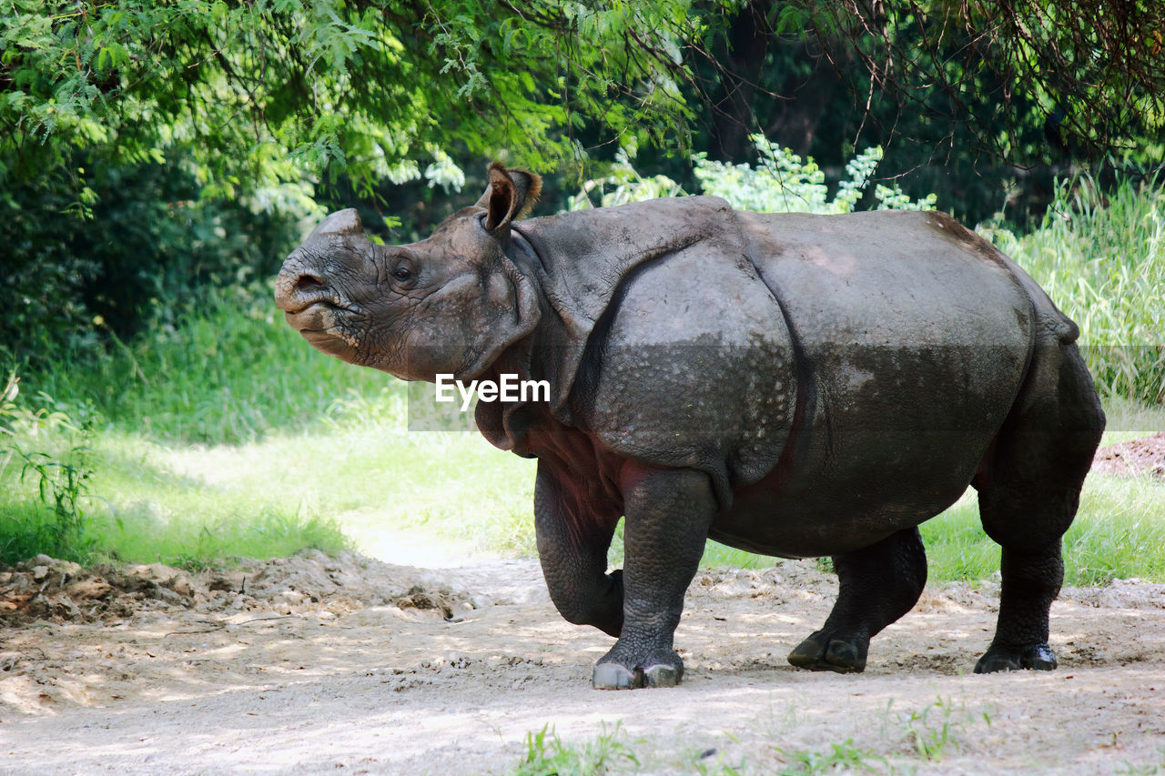 Side view of rhino on field