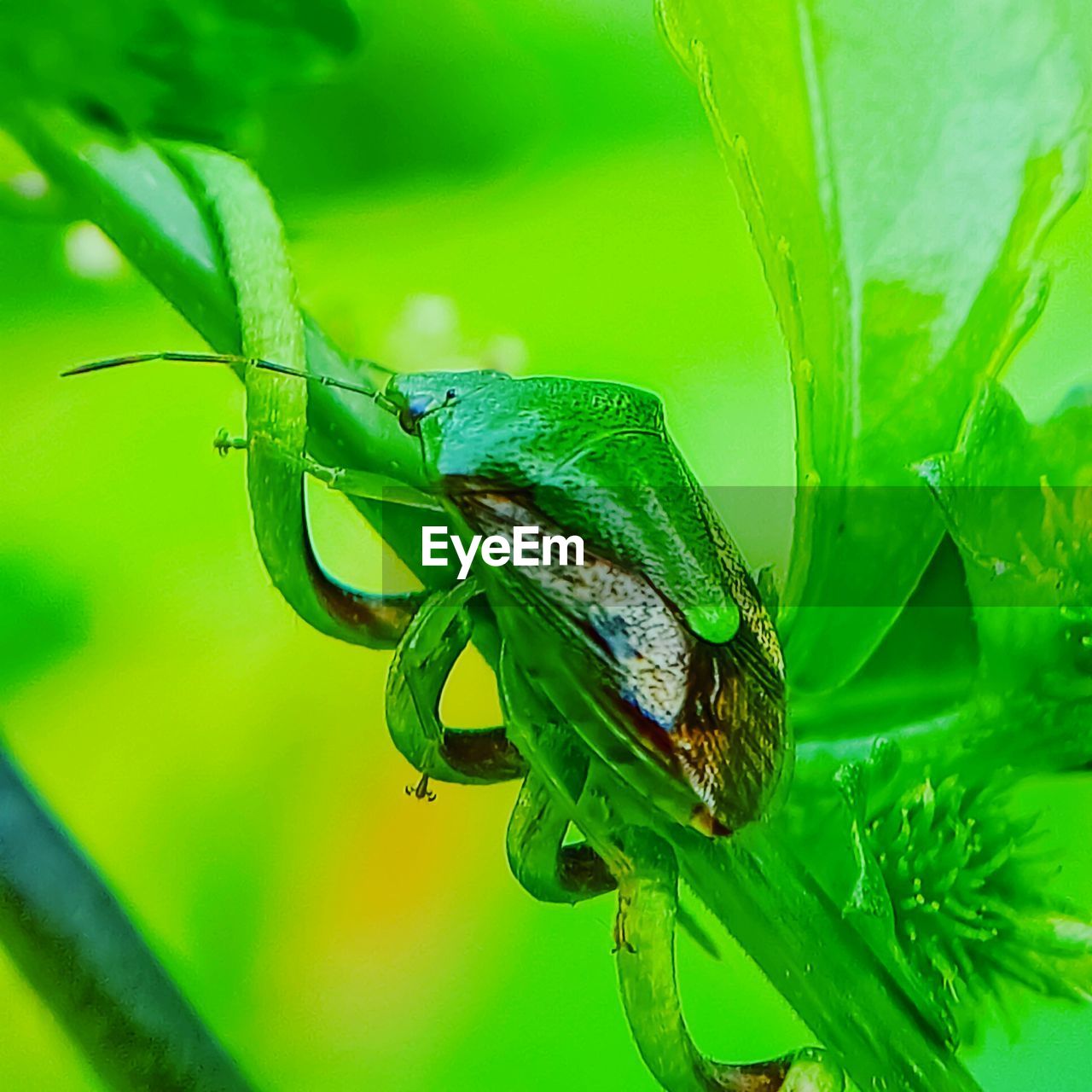 CLOSE-UP OF CATERPILLAR ON LEAF