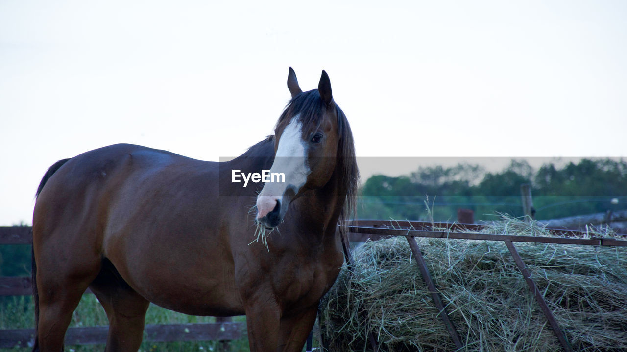 Horse on field against clear sky