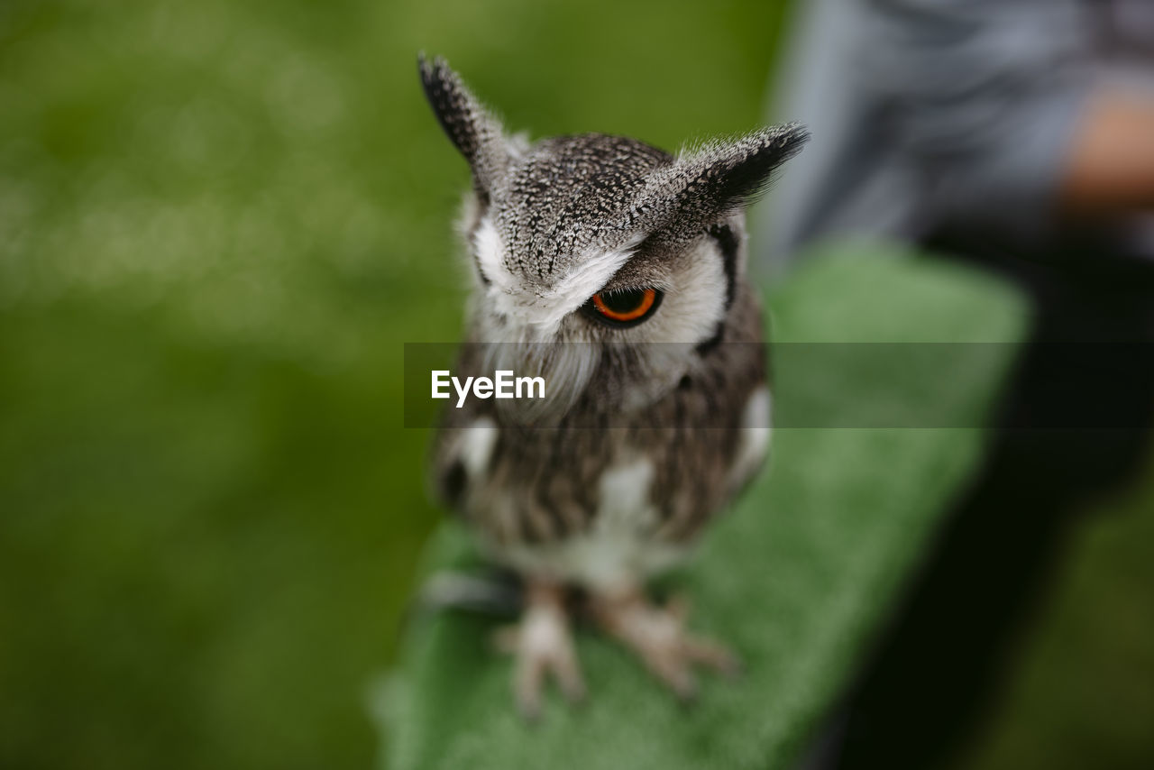 CLOSE-UP PORTRAIT OF A BIRD ON A LAND