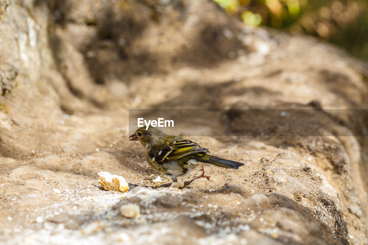 INSECT ON ROCK