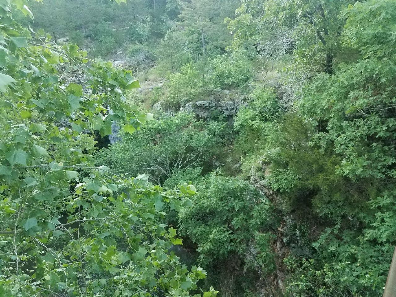 PLANTS GROWING ON WALL