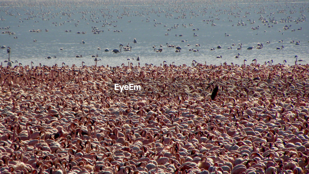 FLOCK OF BIRDS FLYING OVER SEA AGAINST SKY