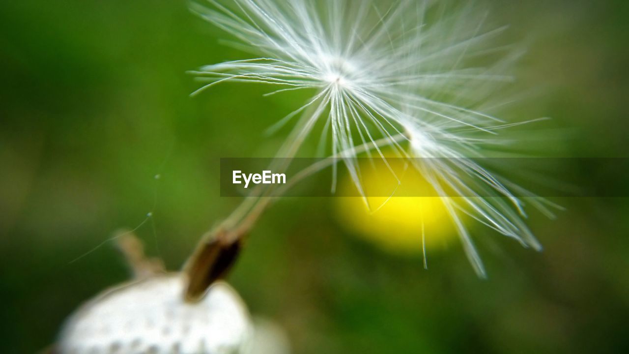 Close-up of blown dandelion flower