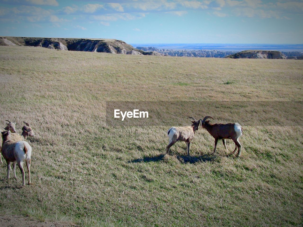 Goats grazing on field against sky