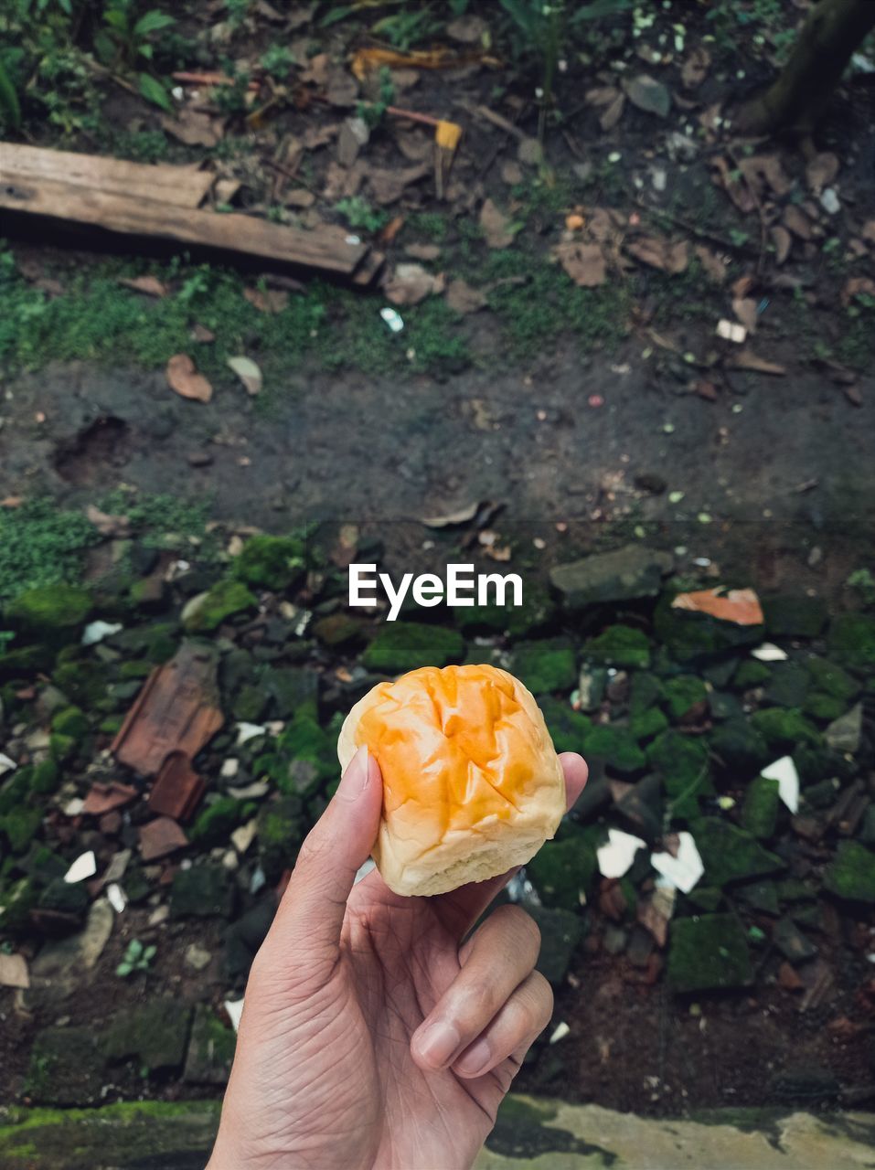 hand, one person, leaf, holding, flower, food, personal perspective, freshness, food and drink, plant, high angle view, yellow, nature, day, lifestyles, outdoors, leisure activity, green, sweet food, flowering plant, plant part, healthy eating, sweet, autumn, fruit, close-up, tree