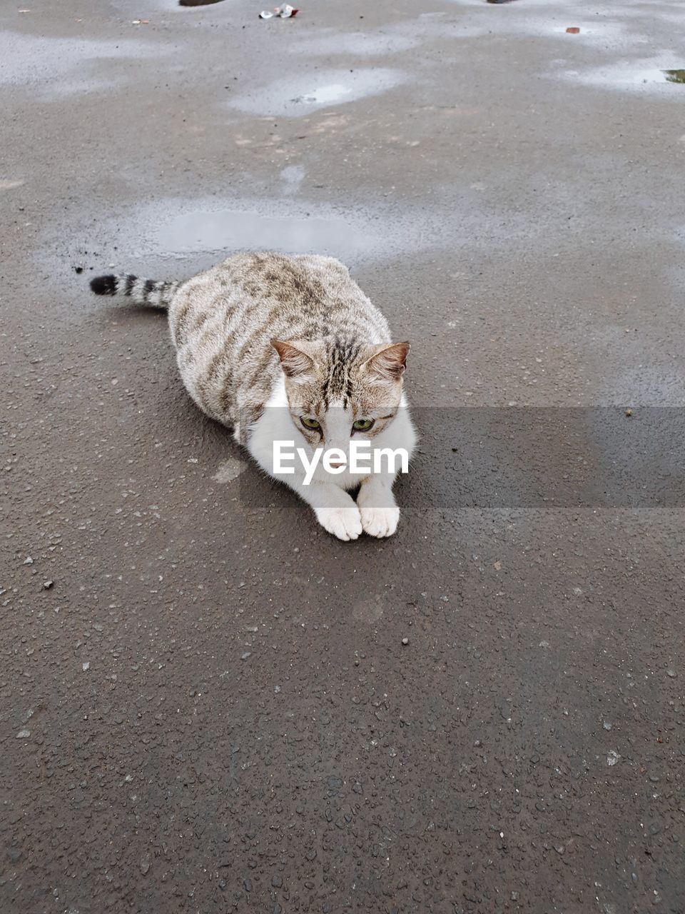 High angle view of a cat on road