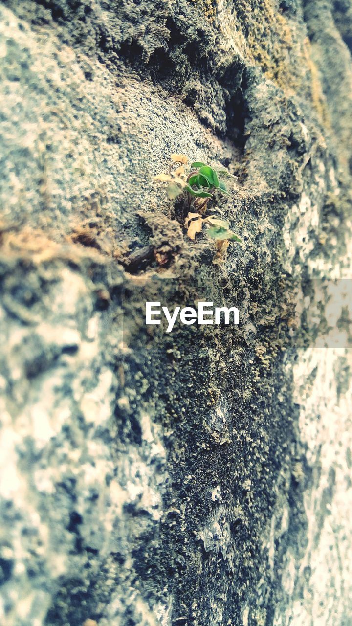 CLOSE-UP OF INSECT ON TREE TRUNK WITH MOSS