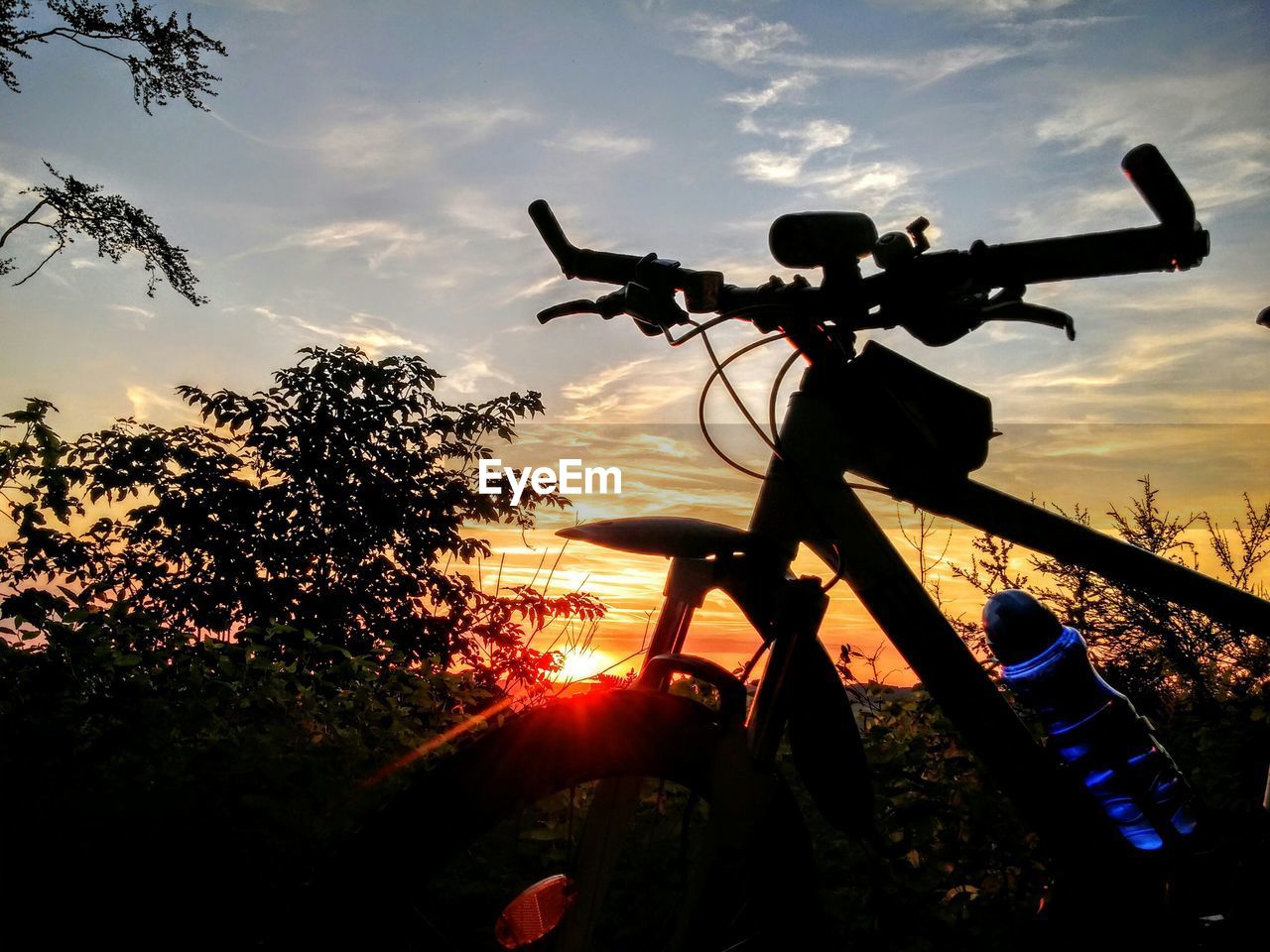 LOW ANGLE VIEW OF TREES AGAINST SUNSET