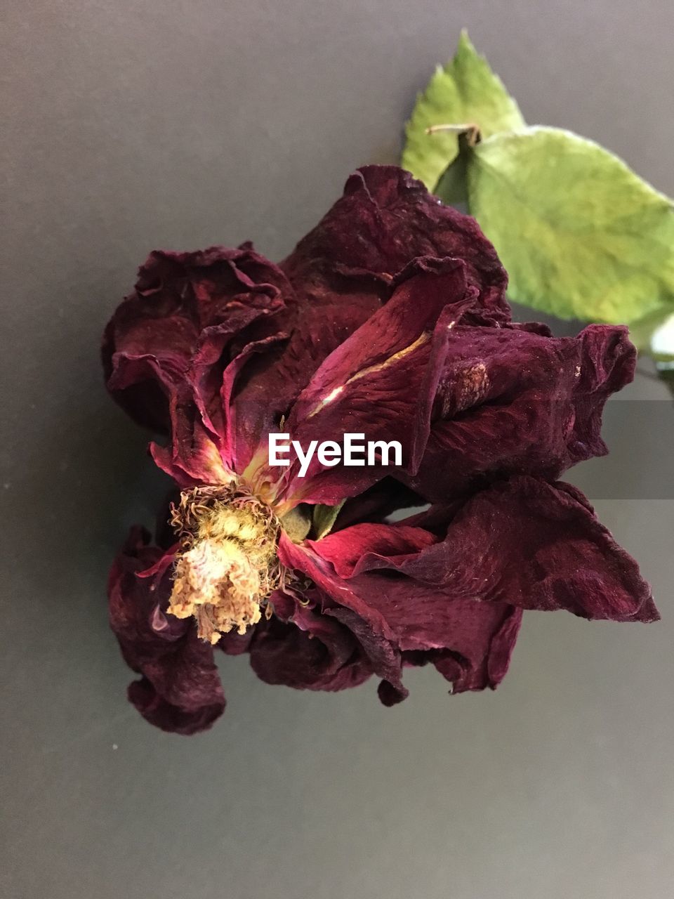 CLOSE-UP OF FLOWER HEAD