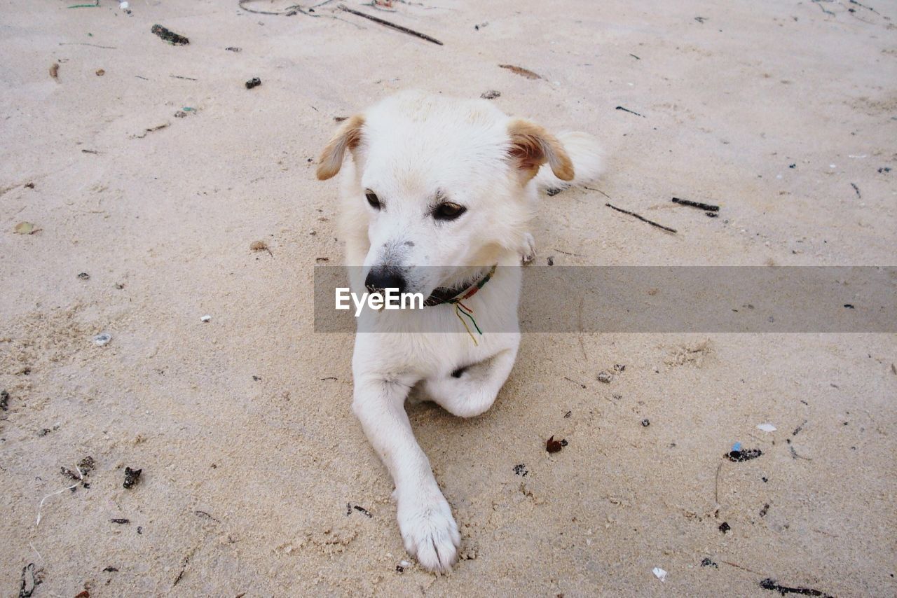 High angle view of dog relaxing on sandy beach