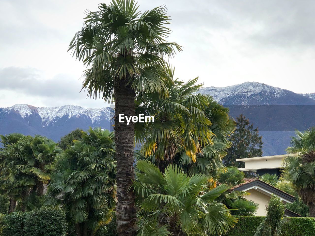 Palm trees against sky