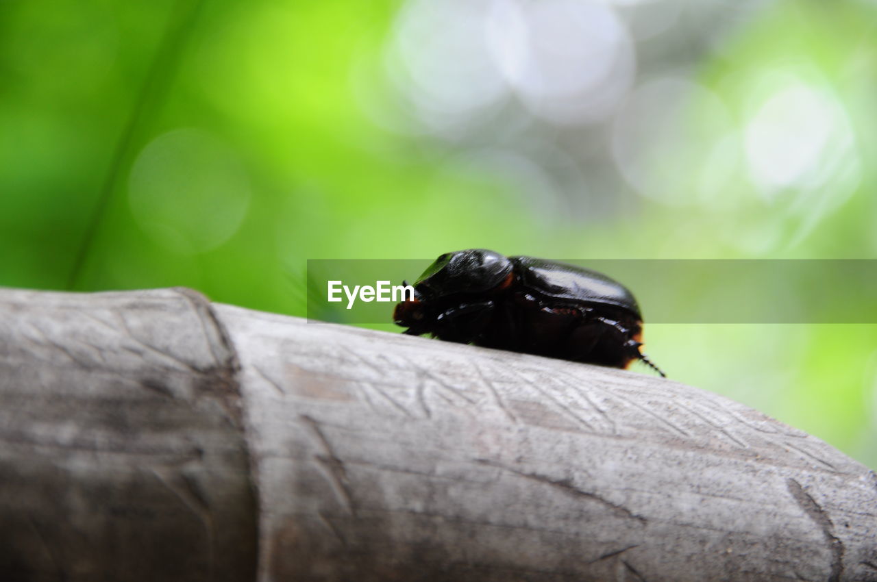 Close-up of beetle on bamboo