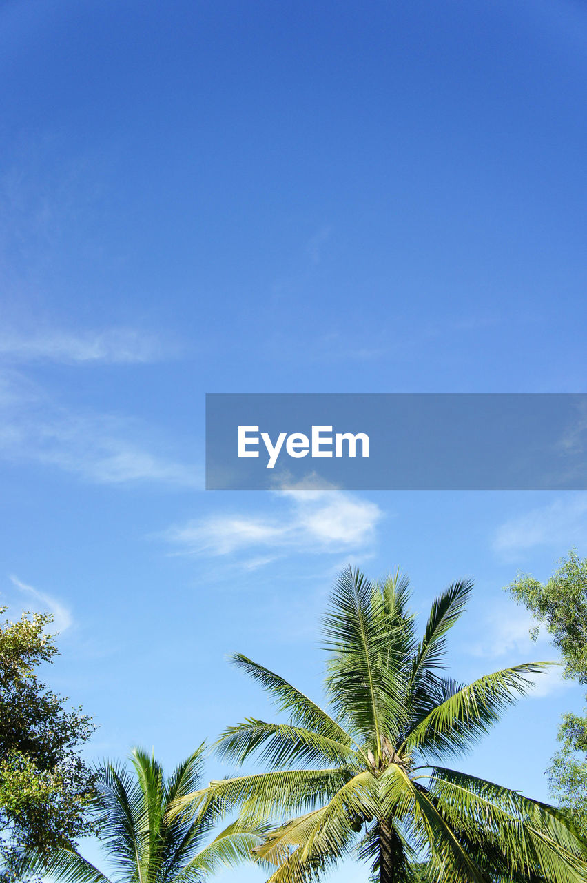 Low angle view of trees against blue sky