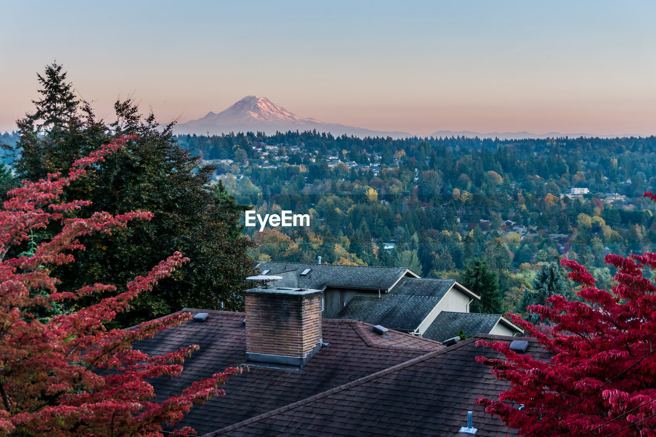 Red autumn leaves and mount rainier.