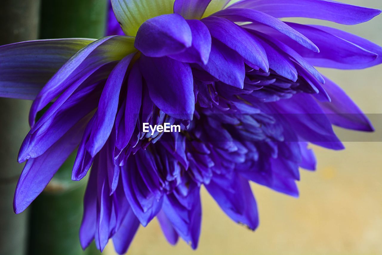 CLOSE-UP OF PURPLE FLOWERS