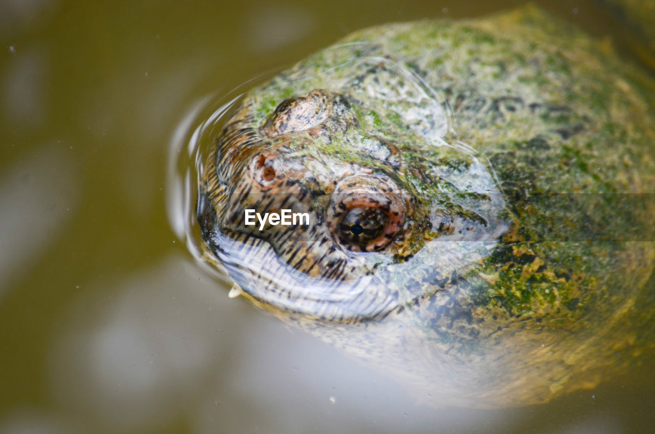 CLOSE-UP OF TURTLE IN SWIMMING